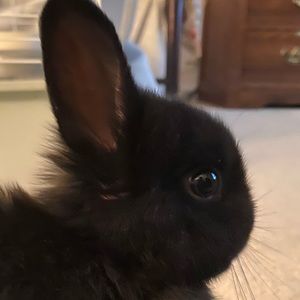 Meet your Posher, Maggie